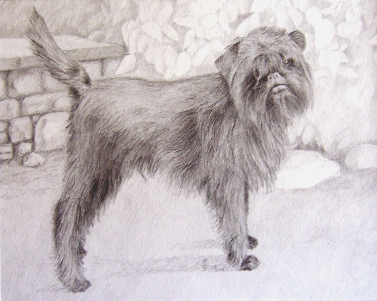 Rrruff, Affenpinscher Pencil Drawing