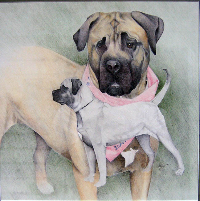 Mastiff Portrait 1  Colored Pencil Drawing