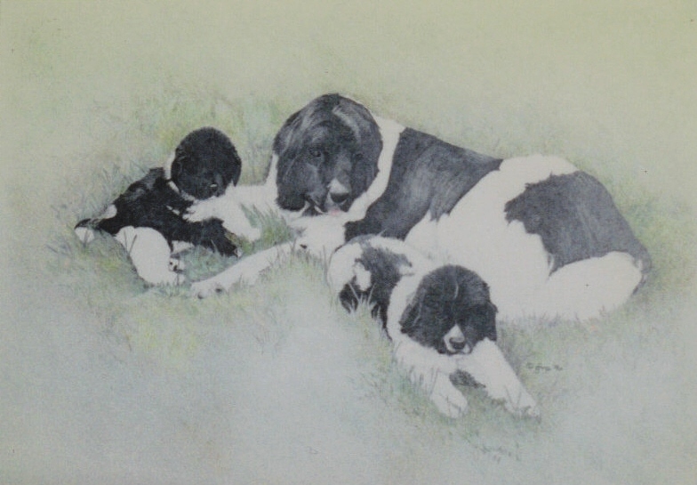 Newfoundland with Puppies   Colored Pencil Drawing