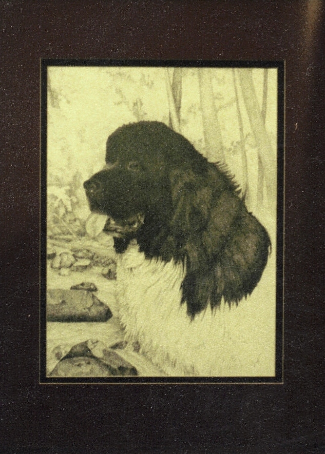 Newfoundland Portrait   Pencil Drawing